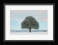 Frosted Pine Fine Art Print