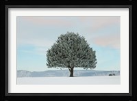 Frosted Pine Fine Art Print