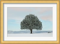 Frosted Pine Fine Art Print