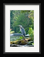 Heron on Lake George Fine Art Print