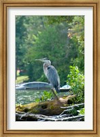 Heron on Lake George Fine Art Print