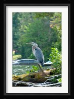 Heron on Lake George Fine Art Print