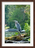 Heron on Lake George Fine Art Print