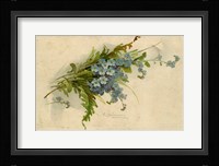 Forget-Me-Not Fine Art Print
