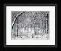 Trees In Snow Fine Art Print