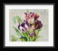 Bouquet Tulips I Fine Art Print