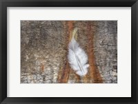 Downy Feather Fine Art Print