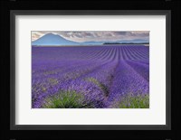 Lavender Fields Provence Framed Print