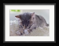 Sleeping Kitten Fine Art Print