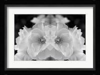 Twin Rose 1 Fine Art Print