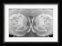 Twin Rose 8 Fine Art Print