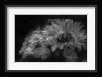 Pedals Of White Fine Art Print