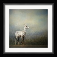 Colorado Mountain Goat Fine Art Print