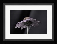 Echnachia 2 Fine Art Print