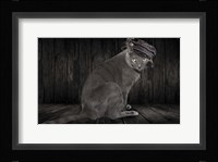 Barn Cat Fine Art Print