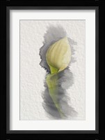 Yellow Calla Lily Fine Art Print