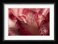 Dew Drops Macro 2 Fine Art Print