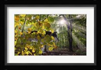 Autumn Shadows Fine Art Print