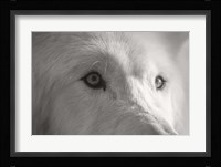 Wolves of Autumn 1 Fine Art Print