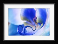 Red, White and Blue Orchid 5 Fine Art Print