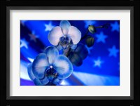 Red, White and Blue Orchid 9 Fine Art Print