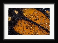 Monarch Butterfly 6 Fine Art Print