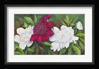 A Ruby Peony Fine Art Print