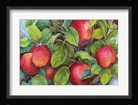 Apples Framed Print