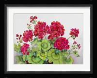 Red Geraniums Fine Art Print