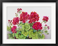 Red Geraniums Fine Art Print