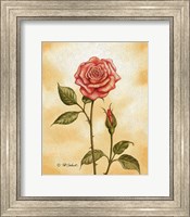 Rose on Peach Fine Art Print