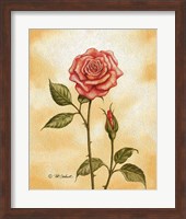 Rose on Peach Fine Art Print