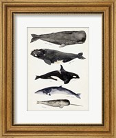 Whale Chart I Fine Art Print