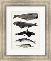 Whale Chart I Fine Art Print