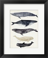 Whale Chart II Fine Art Print