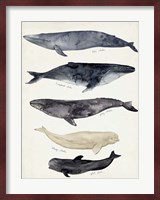 Whale Chart II Fine Art Print