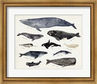 Whale Chart III Fine Art Print