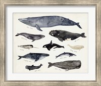 Whale Chart III Fine Art Print