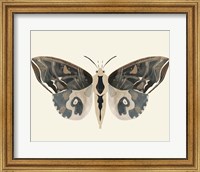 Neutral Moth II Fine Art Print