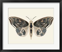 Neutral Moth II Framed Print