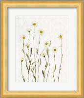 White Antique Daisies I Fine Art Print