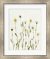 White Antique Daisies II Fine Art Print