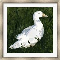 Lone Duck I Fine Art Print