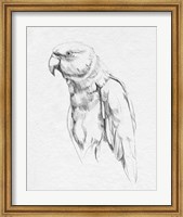 Parrot Portrait I Fine Art Print