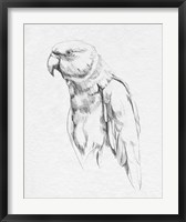 Parrot Portrait I Fine Art Print