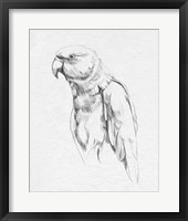 Parrot Portrait I Framed Print