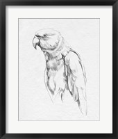 Parrot Portrait I Fine Art Print