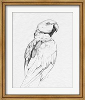 Parrot Portrait II Fine Art Print