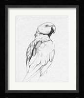 Parrot Portrait II Framed Print