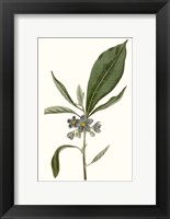 Soft Blue Botanicals II Fine Art Print